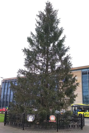 Bergen Christmas tree in Newcastle